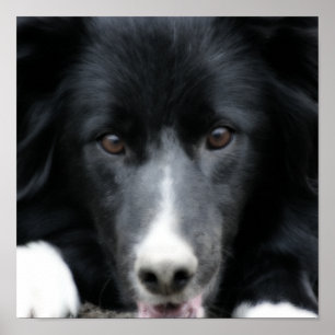 Close-up Black Border Collie Dog Face Orton Art Poster