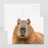 Close-up Capybara Portret Briefkaart (Voorkant / Achterkant)
