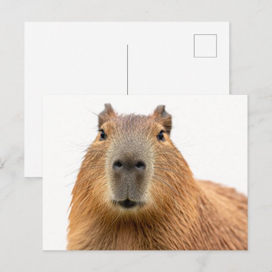 Close-up Capybara Portret Briefkaart (Voorkant / Achterkant)