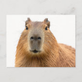 Close-up Capybara Portret Briefkaart (Voorkant)