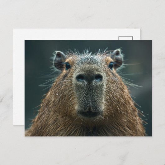 Close-up Capybara Portret Briefkaart (Voorkant / Achterkant)