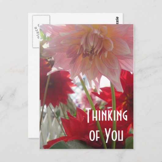 Close Up Dahlia Bloemen in Roze en Rood Briefkaart (Voorkant / Achterkant)