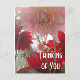 Close Up Dahlia Bloemen in Roze en Rood Briefkaart