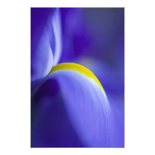 Close-up detail van een Blauwe Vlag iris. Foto Afdruk