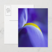 Close-up detail van een Blue Flag iris. Briefkaart (Voorkant / Achterkant)