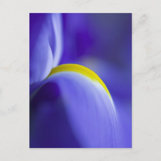 Close-up detail van een Blue Flag iris. Briefkaart (Voorkant)
