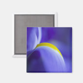 Close-up detail van een Blue Flag iris. Magneet (Voorkant / Achterkant)