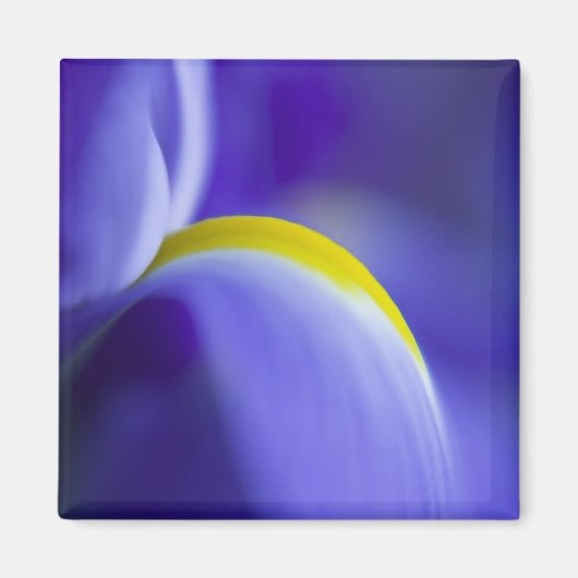 Close-up detail van een Blue Flag iris. Magneet (Voorkant)