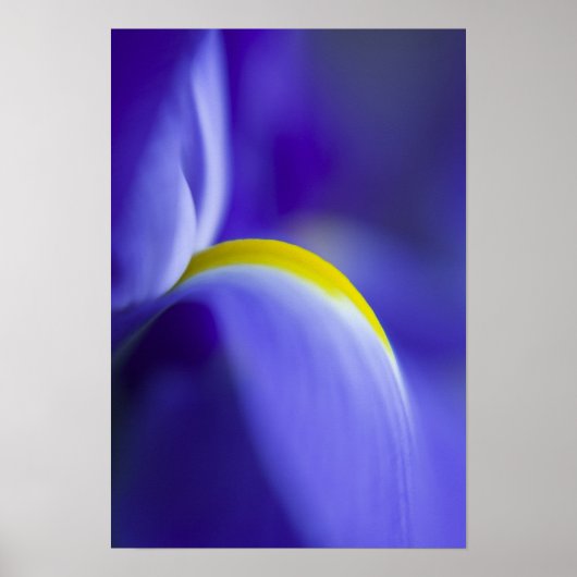 Close-up detail van een Blue Flag iris. Poster (Voorkant)