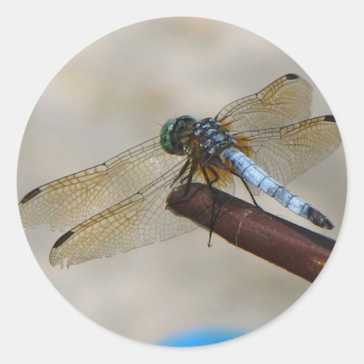 Close-up Dragonfly Ronde Sticker (Voorkant)