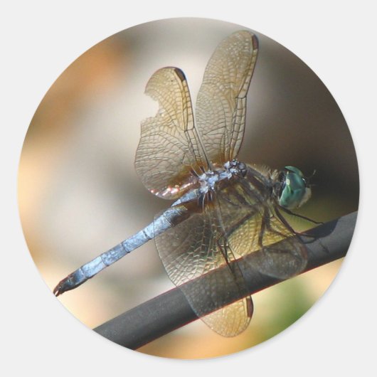Close-up Dragonfly Ronde Sticker (Voorkant)