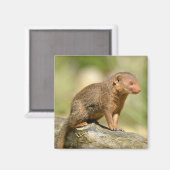 Close-up dwergmangoe op ansichtkaart vierkante sti magneet (Voorkant / Achterkant)