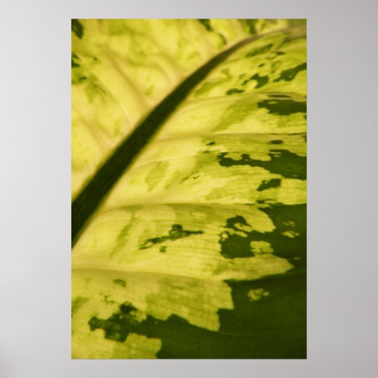 Close-up foto van Dieffenbachia Poster (Voorkant)