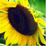 Close Up Foto van een Zonnebloem Staand Fotobeeldje<br><div class="desc">Foto van een zonnebloem gemaakt in een beeldje voor uw kantoor of huis.</div>