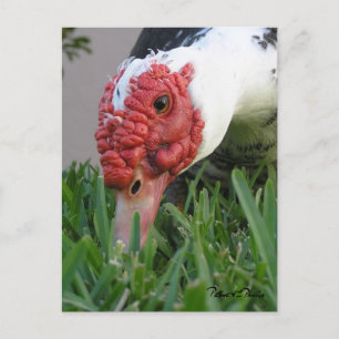 Close-up foto van het oog van de eend briefkaart