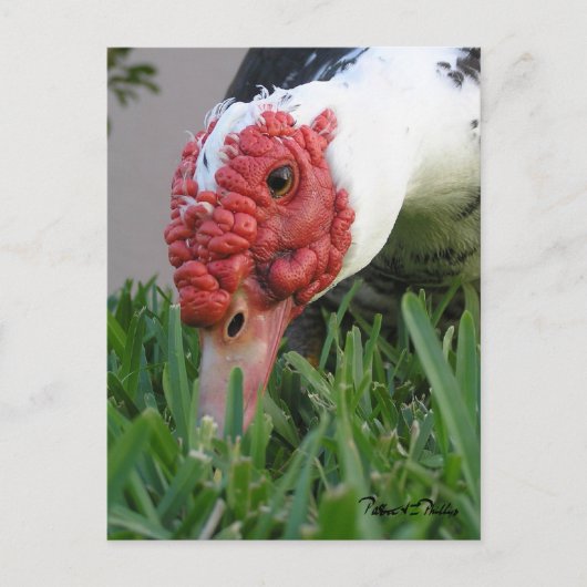 Close-up foto van het oog van de eend briefkaart (Voorkant)