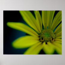 Close-up Gele Wildflower