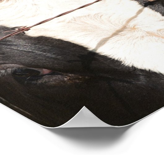 Close-up Gezicht van Rode, Witte Holstein Dairy Ko Poster (Hoek)