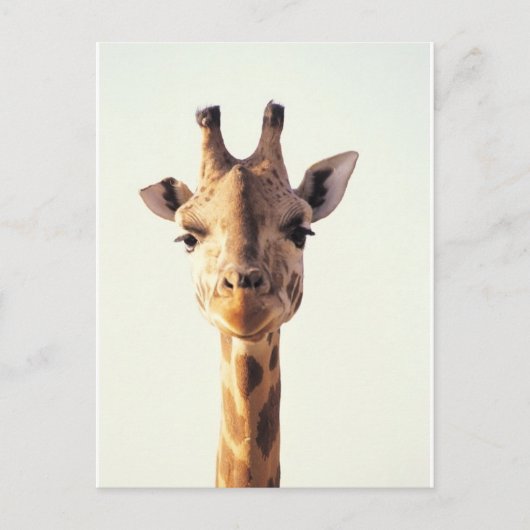 Close-up Giraffe Briefkaart (Voorkant)