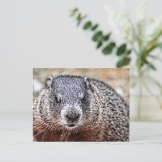 Close-up Groundhog Portret Briefkaart (Staand voorkant)