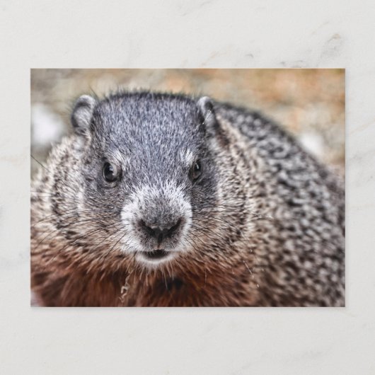 Close-up Groundhog Portret Briefkaart (Voorkant)