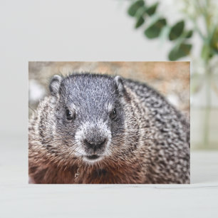 Close-up Groundhog Portret Briefkaart
