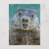 Close-up Groundhog Portret Briefkaart (Voorkant)