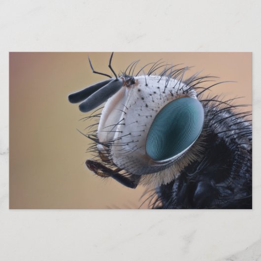 Close-up insectenkop briefpapier (Voorkant)