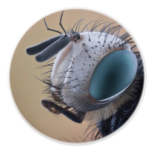 Close-up insectenkop keramische knop (Voorkant)