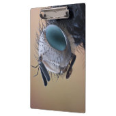 Close-up insectenkop klembord (Links)