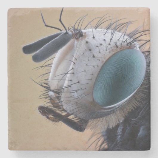 Close-up insectenkop stenen onderzetter (Voorkant)