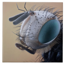 Close-up insectenkop