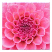 Close-Up Levi's meloen (roze bloem) Foto Afdruk (Voorkant)