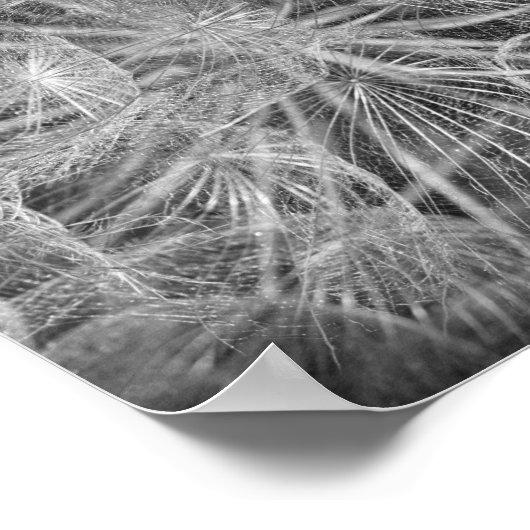Close-up Macro Dandelion Puffball Natuur Poster (Hoek)