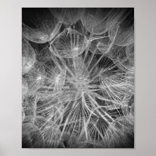 Close-up Macro Dandelion Puffball Natuur Poster