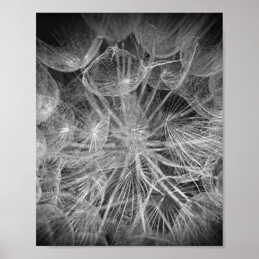 Close-up Macro Dandelion Puffball Natuur Poster (Voorkant)