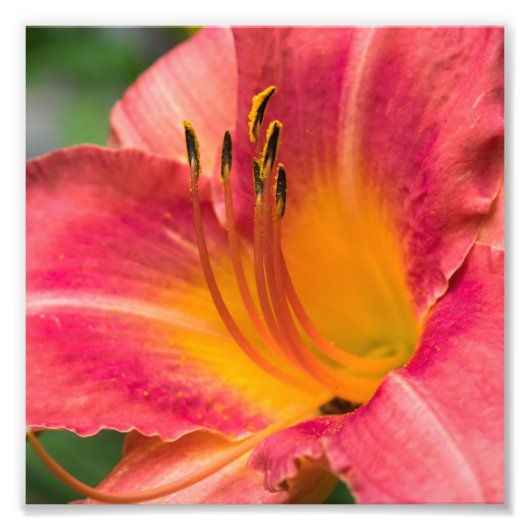 Close-up macro van roze lelie bloem foto afdruk (Voorkant)