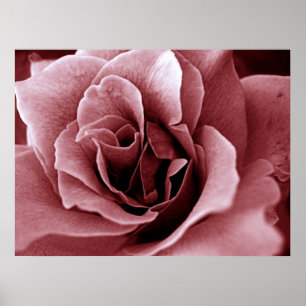 Close-up monochrome roos bloem poster