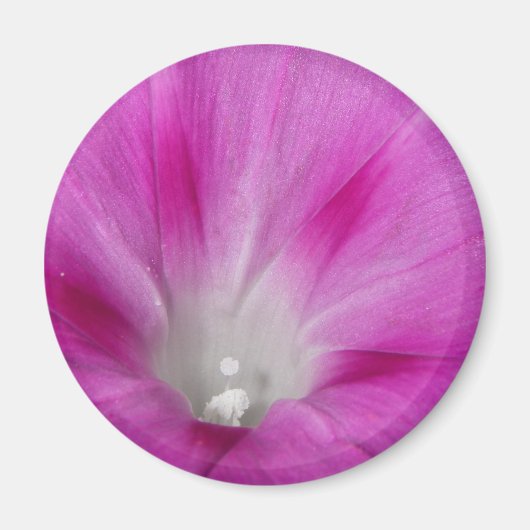 Close-up Morning Glory Magnet (Voorkant)