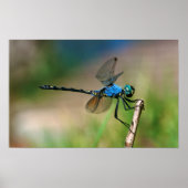 Close-Up Of A Blue Dragon Fly On A Branch Poster (Voorkant)