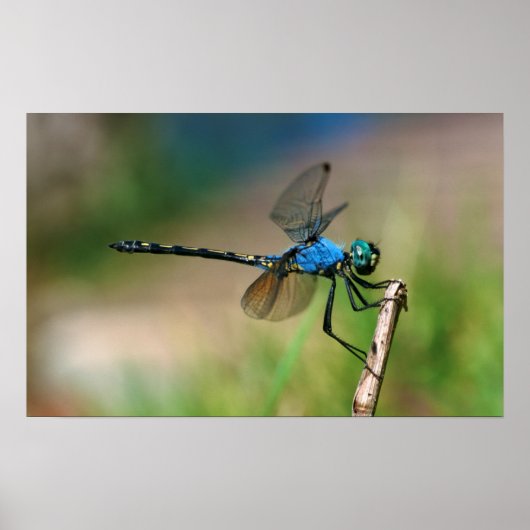 Close-Up Of A Blue Dragon Fly On A Branch Poster (Voorkant)