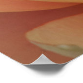 Close-Up Of A Water Lily Poster (Hoek)