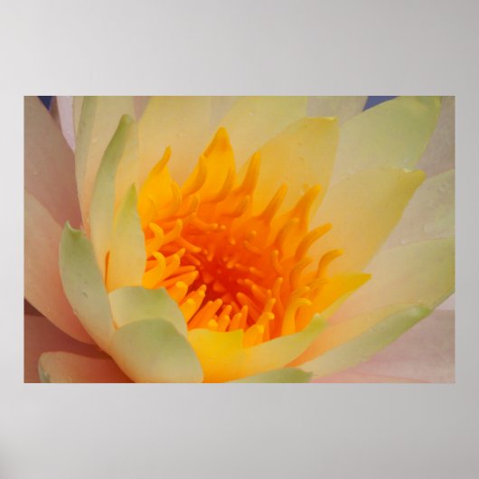 Close-Up Of A Water Lily Poster (Voorkant)