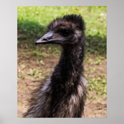 Close-up of an Emu Poster (Voorkant)