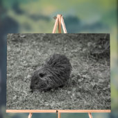 Close-up of baby nutria (Myocastor coypus) on fiel Acryl Bord (Neutraal)