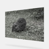 Close-up of baby nutria (Myocastor coypus) on fiel Acryl Bord (Hoek)