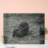 Close-up of baby nutria (Myocastor coypus) on fiel Acryl Bord (Huwelijk)