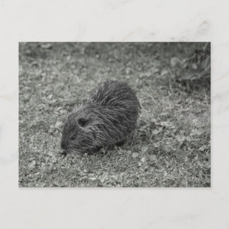 Close-up of baby nutria (Myocastor coypus) on fiel Briefkaart