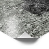 Close-up of baby nutria (Myocastor coypus) on fiel Foto Afdruk (Hoek)