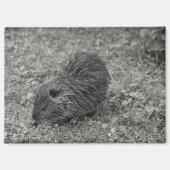 Close-up of baby nutria (Myocastor coypus) on fiel Magneet (Voorkant)